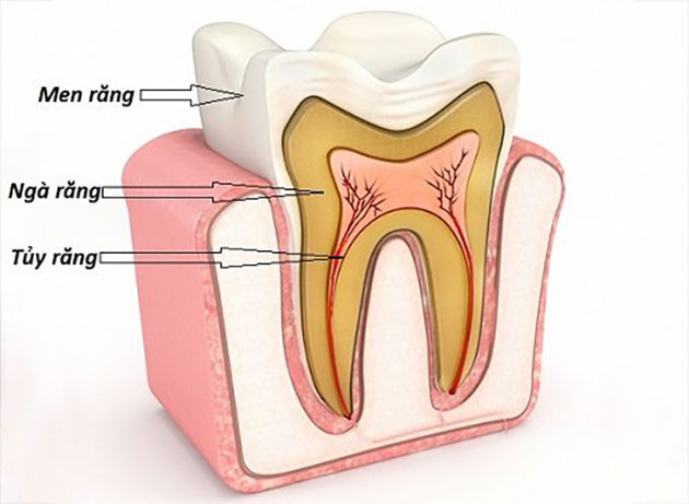 Cấu tạo của răng khôn